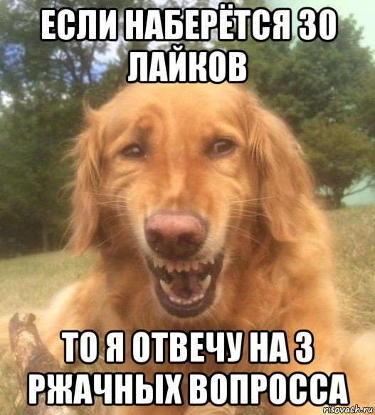 если наберётся 30 лайков то я отвечу на 3 ржачных вопросса, Мем   Когда увидел что соседского кота отнесли в чебуречную