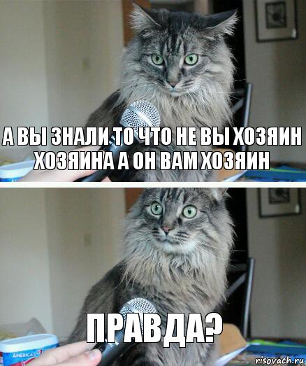 А вы знали то что не вы хозяин хозяина а он вам хозяин Правда?, Комикс  кот с микрофоном