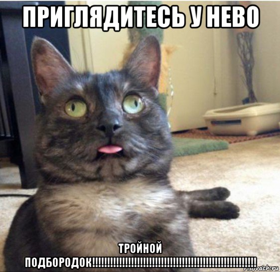 приглядитесь у нево тройной подбородок!!!!!!!!!!!!!!!!!!!!!!!!!!!!!!!!!!!!!!!!!!!!!!!!!!!!!!!, Мем   Кот завис