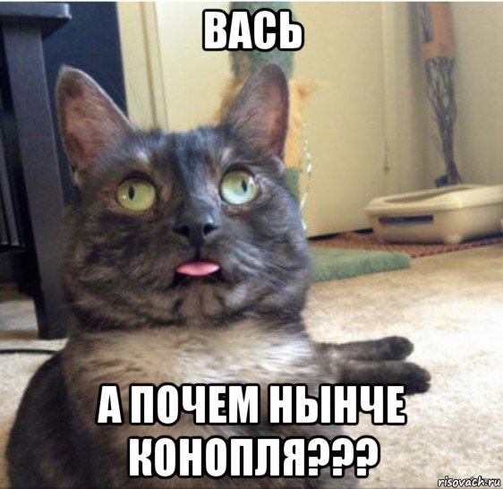 вась а почем нынче конопля???