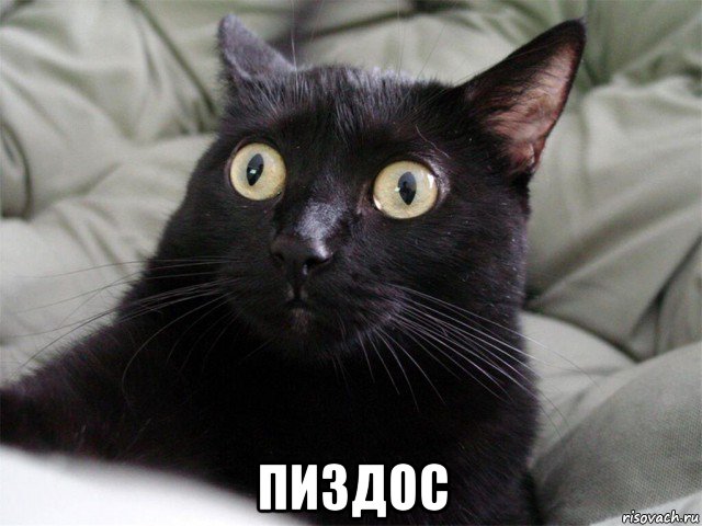  пиздос, Мем Кот