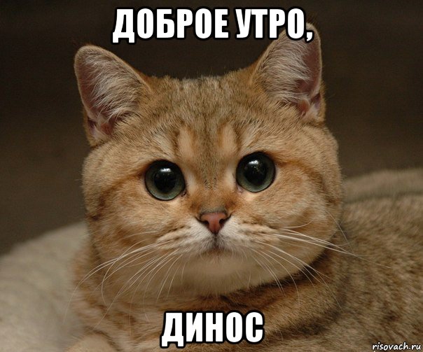 доброе утро, динос