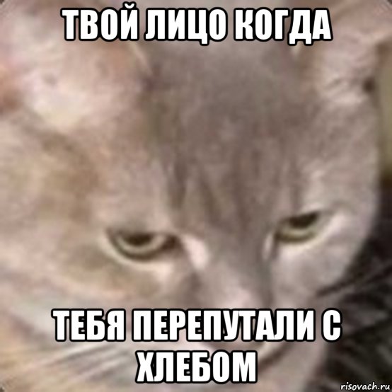 твой лицо когда тебя перепутали с хлебом, Мем Котохлеб