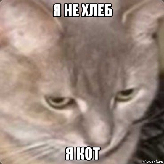 я не хлеб я кот, Мем Котохлеб