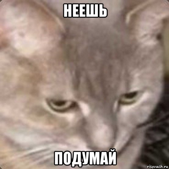 неешь подумай, Мем Котохлеб