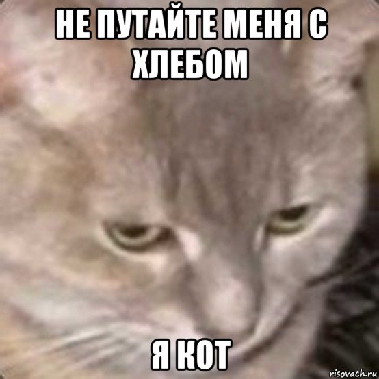 не путайте меня с хлебом я кот, Мем Котохлеб