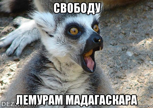 свободу лемурам мадагаскара
