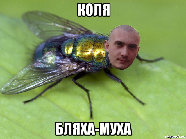 коля бляха-муха, Мем муха