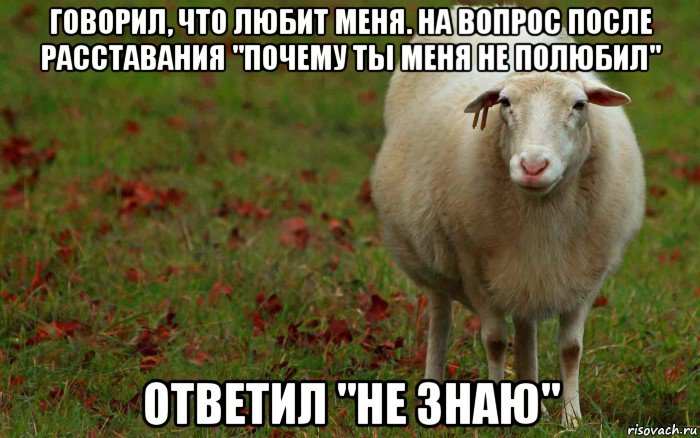 говорил, что любит меня. на вопрос после расставания "почему ты меня не полюбил" ответил "не знаю", Мем  наивная овца