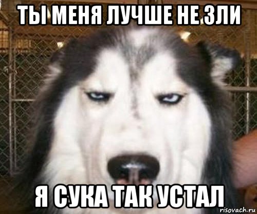 ты меня лучше не зли я сука так устал