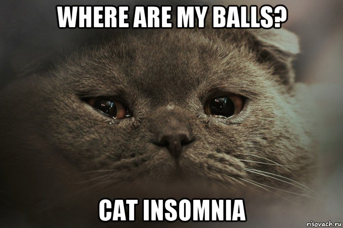 where are my balls? cat insomnia