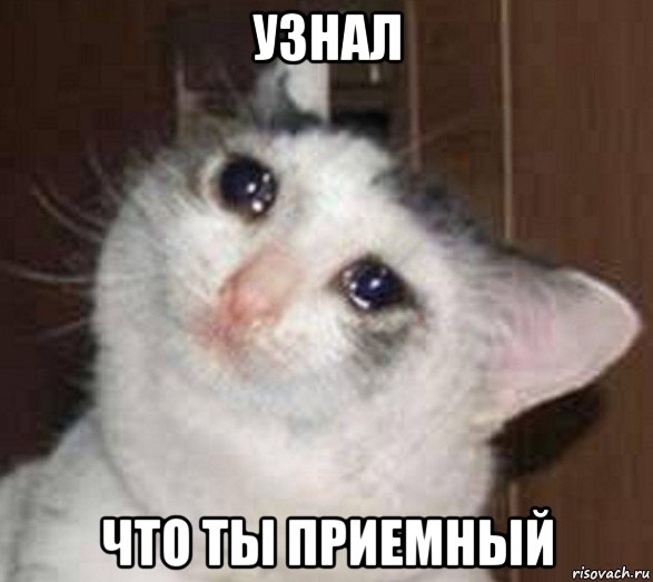 узнал что ты приемный, Мем Плачущий котечка