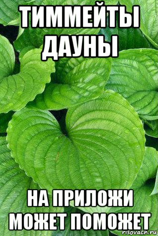 тиммейты дауны на приложи может поможет