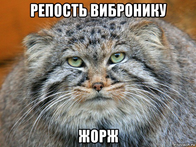 репость вибронику жорж