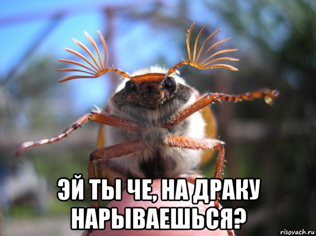  эй ты че, на драку нарываешься?, Мем Привет-жук