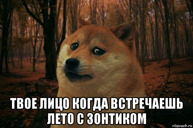  твое лицо когда встречаешь лето с зонтиком, Мем SAD DOGE