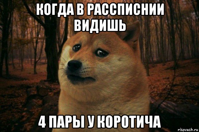 когда в рассписнии видишь 4 пары у коротича, Мем SAD DOGE