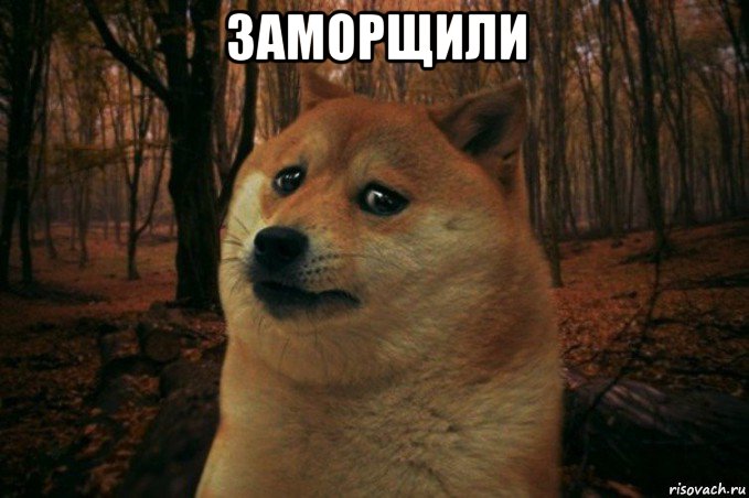 заморщили , Мем SAD DOGE