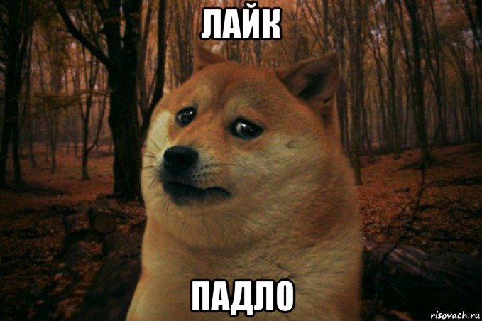 лайк падло, Мем SAD DOGE