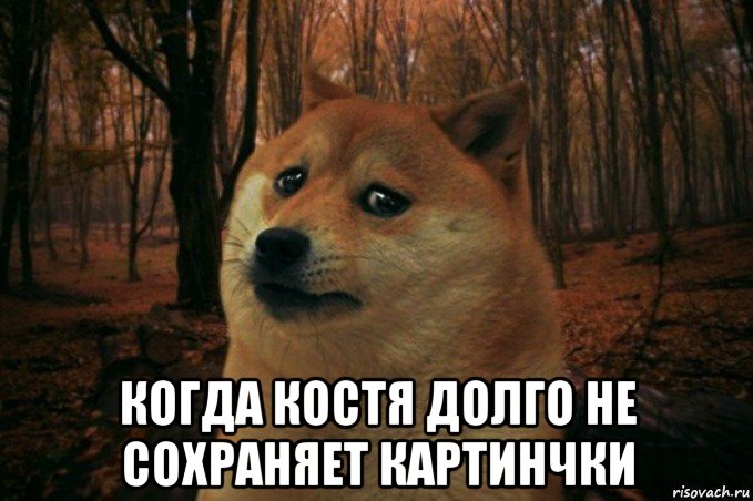  когда костя долго не сохраняет картинчки, Мем SAD DOGE