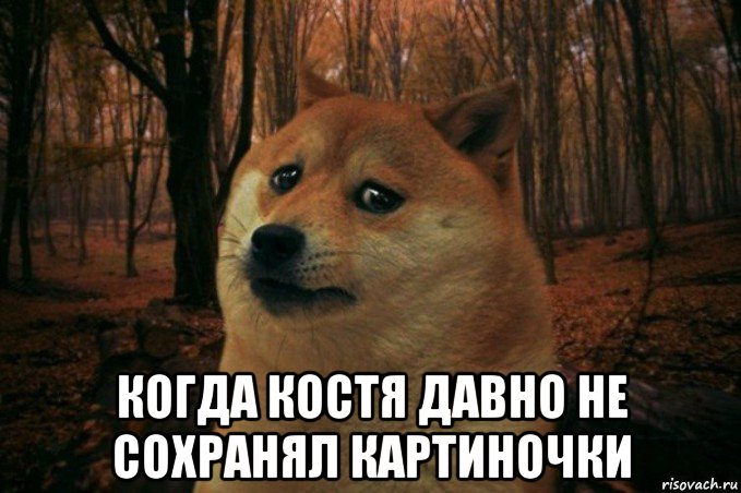  когда костя давно не сохранял картиночки, Мем SAD DOGE