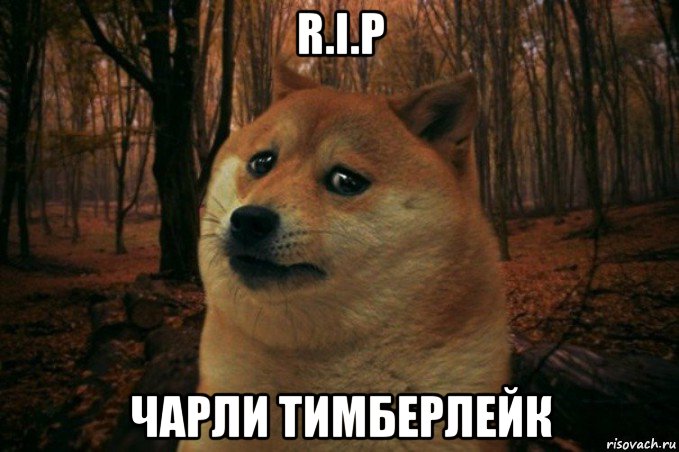 r.i.p чарли тимберлейк, Мем SAD DOGE