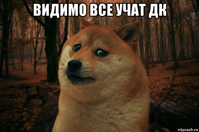 видимо все учат дк , Мем SAD DOGE