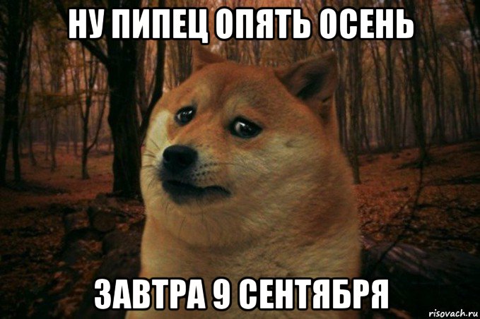 ну пипец опять осень завтра 9 сентября, Мем SAD DOGE