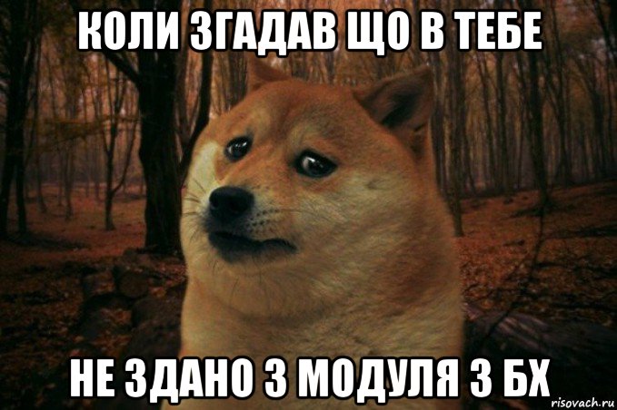 коли згадав що в тебе не здано 3 модуля з бx, Мем SAD DOGE