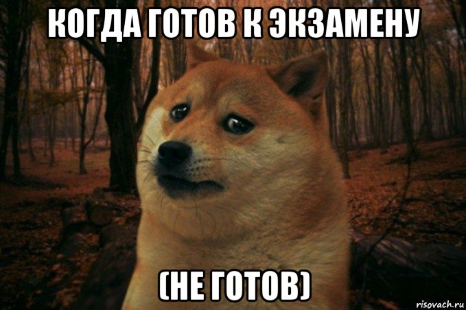 когда готов к экзамену (не готов), Мем SAD DOGE