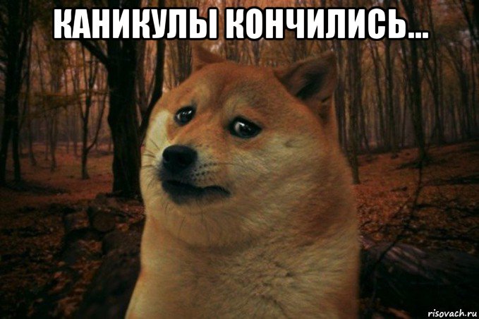 каникулы кончились... , Мем SAD DOGE