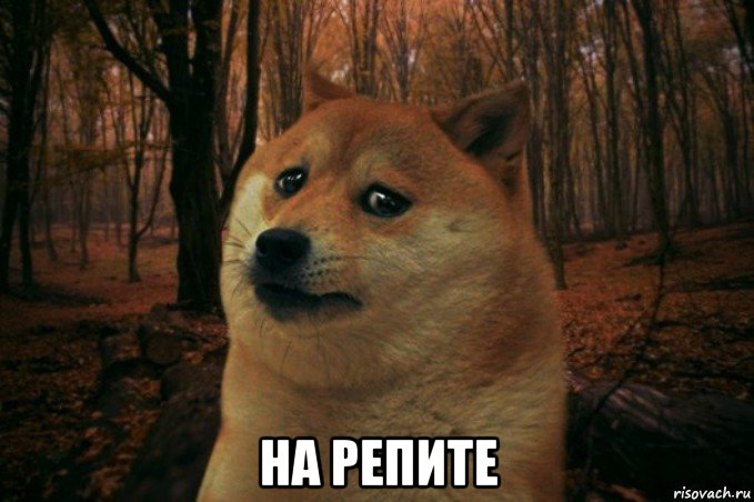  на репите, Мем SAD DOGE