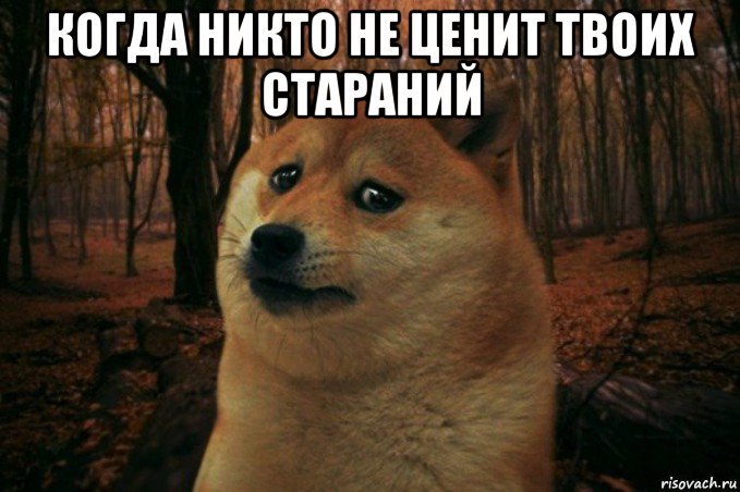 когда никто не ценит твоих стараний , Мем SAD DOGE