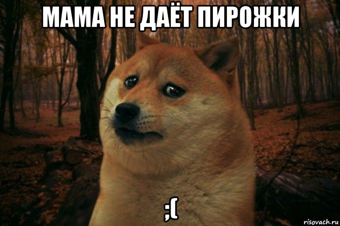 мама не даёт пирожки ;(, Мем SAD DOGE