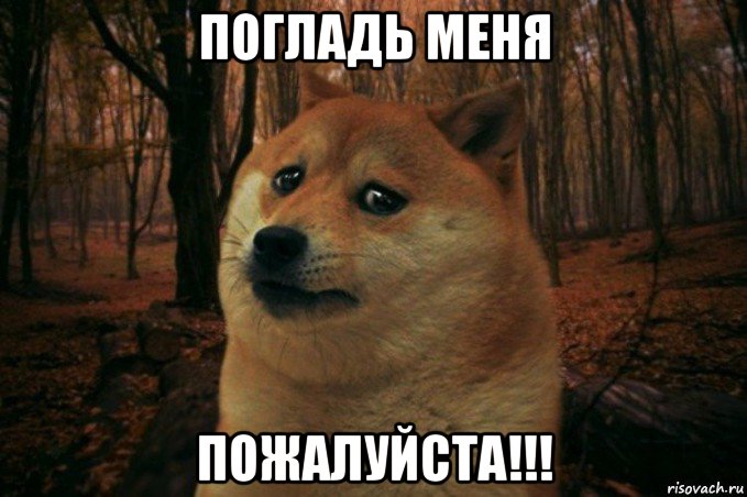 погладь меня пожалуйста!!!, Мем SAD DOGE