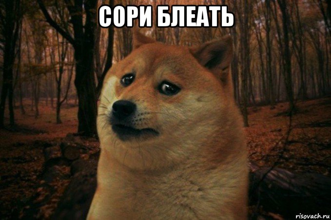 сори блеать , Мем SAD DOGE