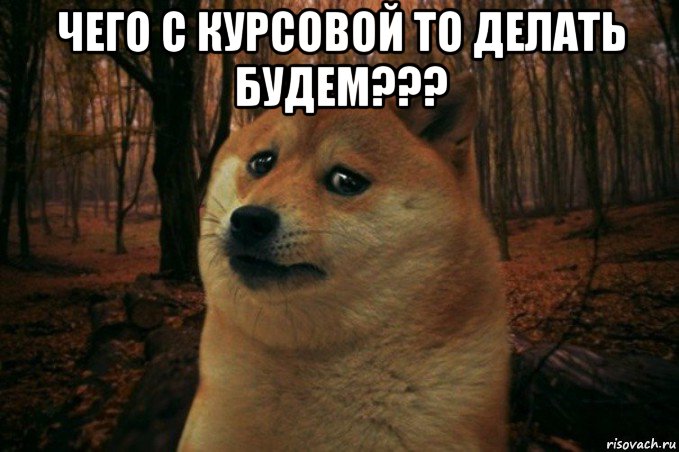 чего с курсовой то делать будем??? , Мем SAD DOGE