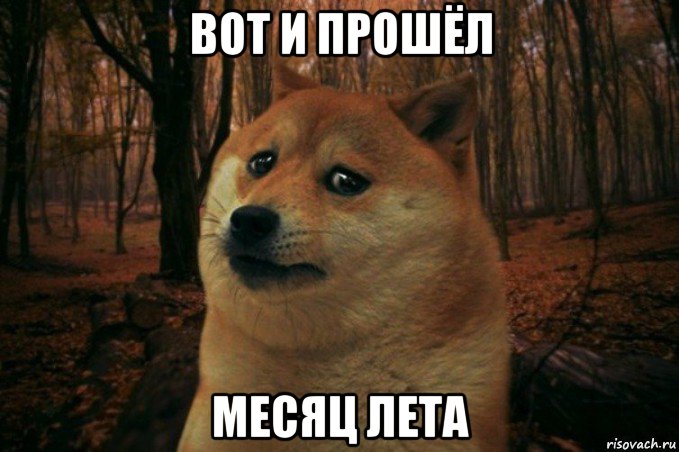 вот и прошёл месяц лета, Мем SAD DOGE