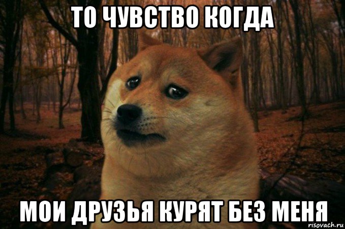 то чувство когда мои друзья курят без меня, Мем SAD DOGE