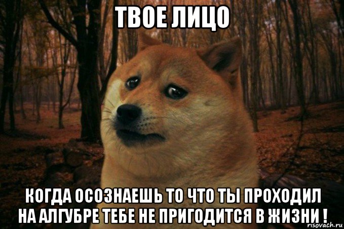 твое лицо когда осознаешь то что ты проходил на алгубре тебе не пригодится в жизни !, Мем SAD DOGE