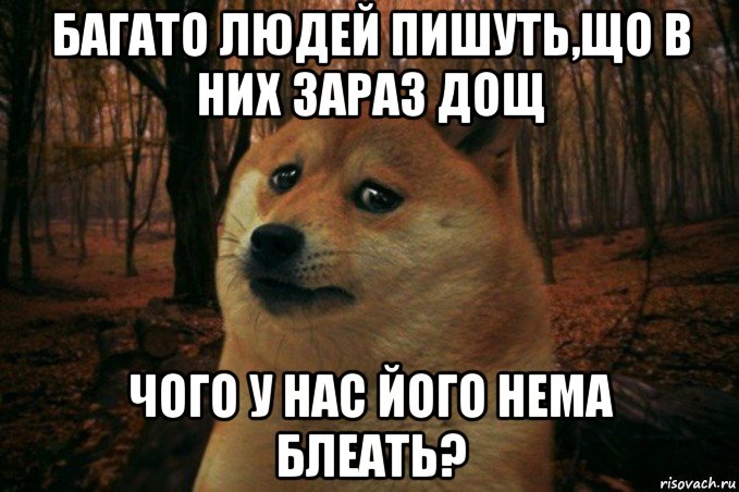 багато людей пишуть,що в них зараз дощ чого у нас його нема блеать?, Мем SAD DOGE