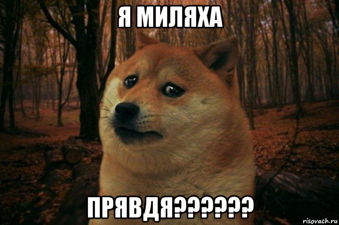 я миляха прявдя??????, Мем SAD DOGE