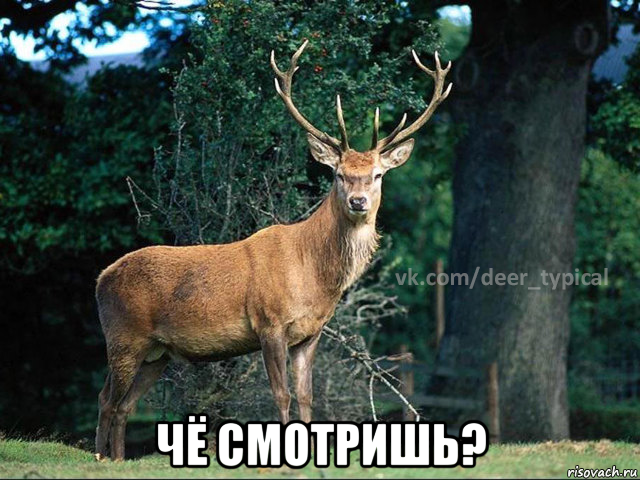  чё смотришь?