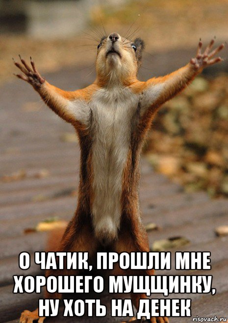  о чатик, прошли мне хорошего мущщинку, ну хоть на денек, Мем Сумасшедшая белка