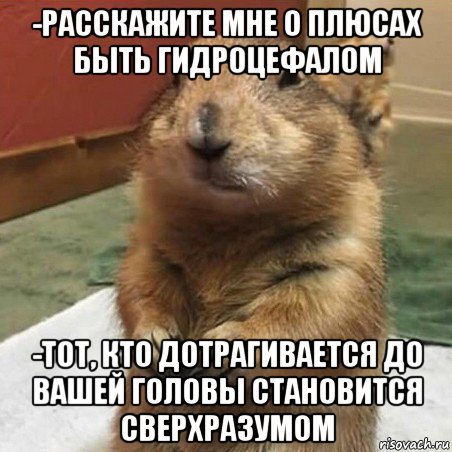 -расскажите мне о плюсах быть гидроцефалом -тот, кто дотрагивается до вашей головы становится сверхразумом, Мем Суслик спрашивает