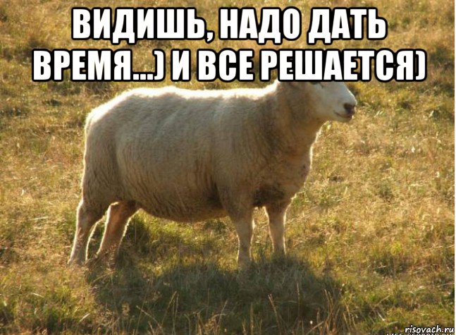 видишь, надо дать время...) и все решается) , Мем Типичная овца