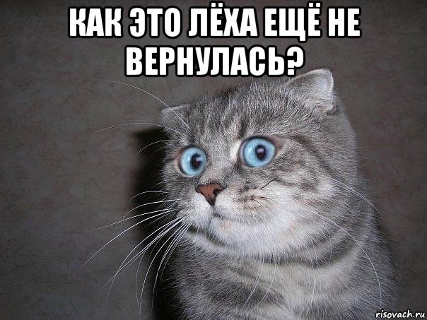 как это лёха ещё не вернулась? , Мем  удивлённый кот