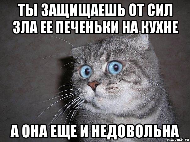 ты защищаешь от сил зла ее печеньки на кухне а она еще и недовольна, Мем  удивлённый кот