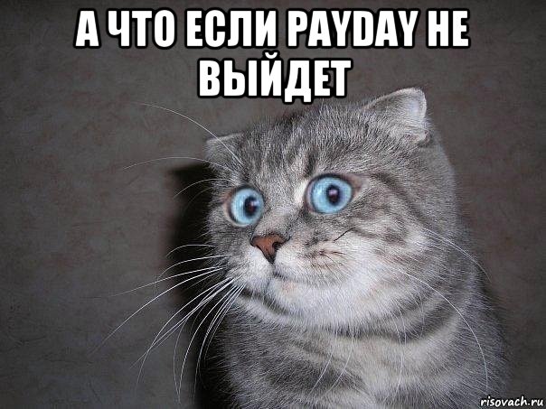 а что если payday не выйдет , Мем  удивлённый кот