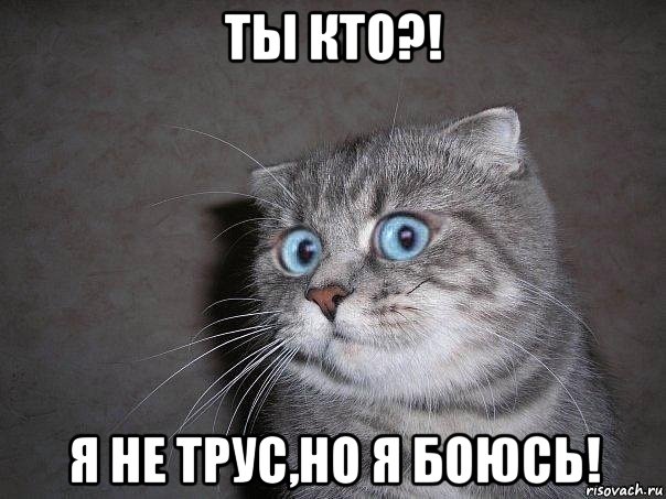 ты кто?! я не трус,но я боюсь!, Мем  удивлённый кот